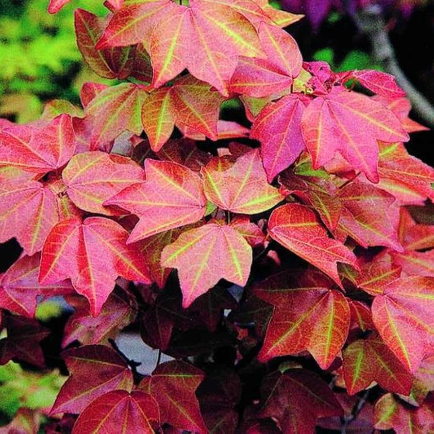 拍子木　紫檀　6寸　(18cm) 拍子木 紫檀 6寸 (18cm)② Amazon.com: JIAOCKJIAO Outdoor Wood